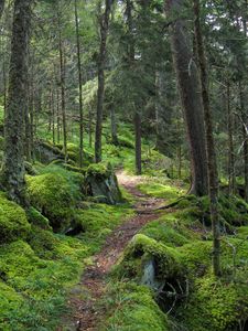 Preview wallpaper forest, path, trees, moss