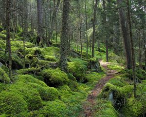 Preview wallpaper forest, path, trees, moss