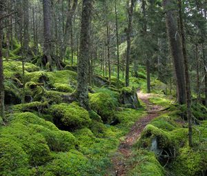 Preview wallpaper forest, path, trees, moss