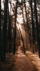 Preview wallpaper forest, path, trees, sunlight, autumn
