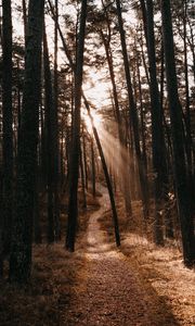 Preview wallpaper forest, path, trees, sunlight, autumn