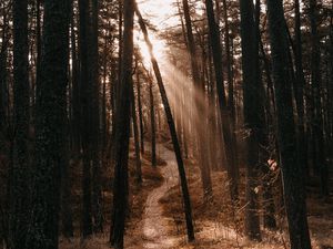 Preview wallpaper forest, path, trees, sunlight, autumn