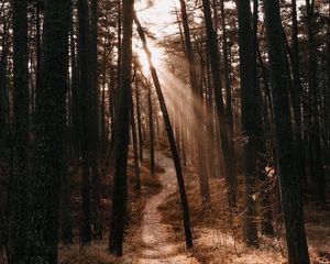 Preview wallpaper forest, path, trees, sunlight, autumn