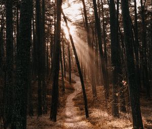 Preview wallpaper forest, path, trees, sunlight, autumn