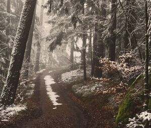 Preview wallpaper forest, path, trees, snow, fog, winter