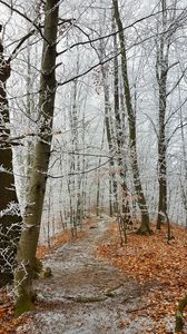 Preview wallpaper forest, path, trees, frost, winter