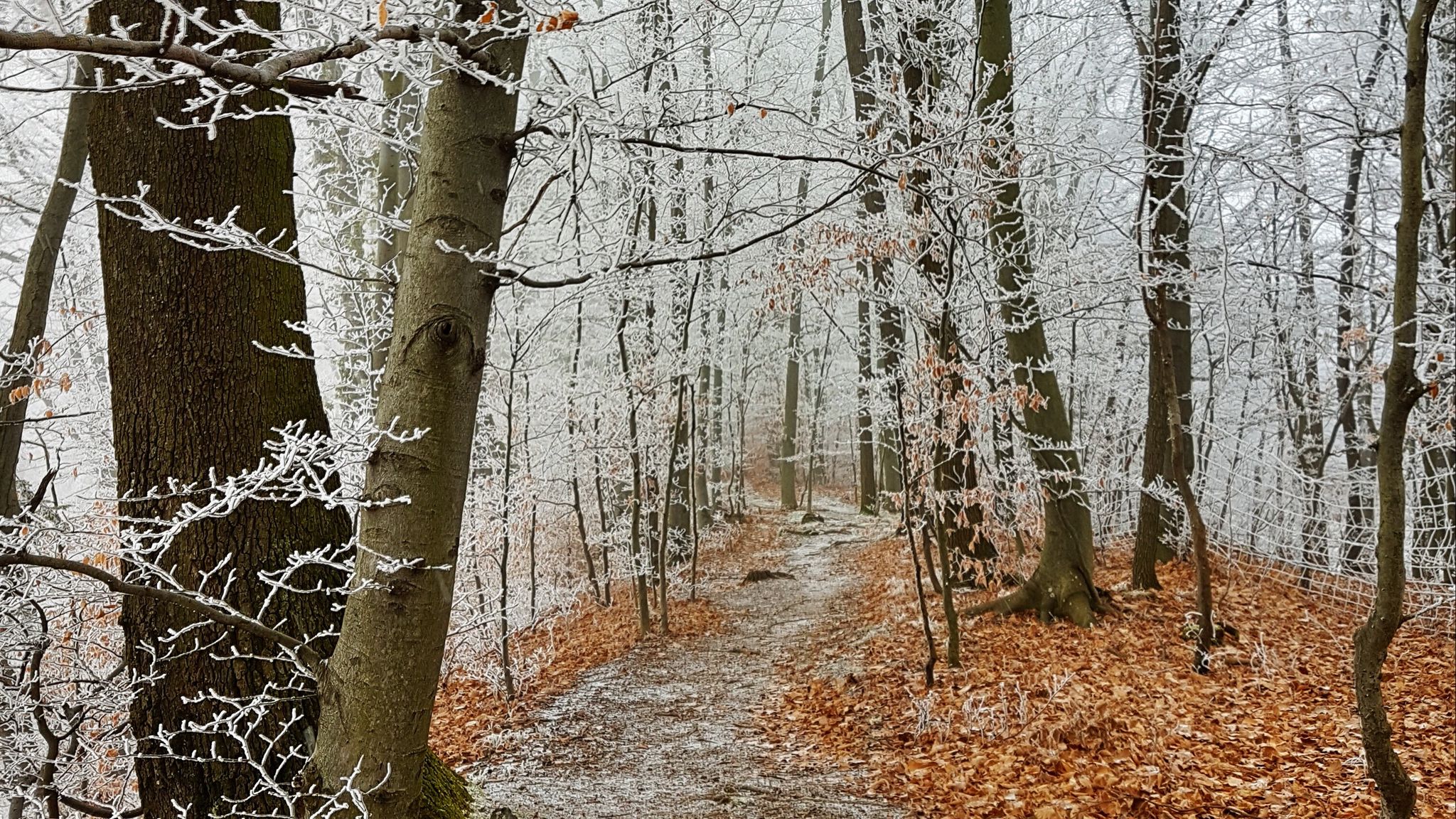 Download wallpaper 2048x1152 forest, path, trees, frost, winter