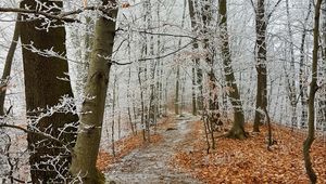 Preview wallpaper forest, path, trees, frost, winter
