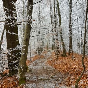 Preview wallpaper forest, path, trees, frost, winter