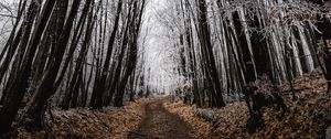 Preview wallpaper forest, path, trees, frost, nature