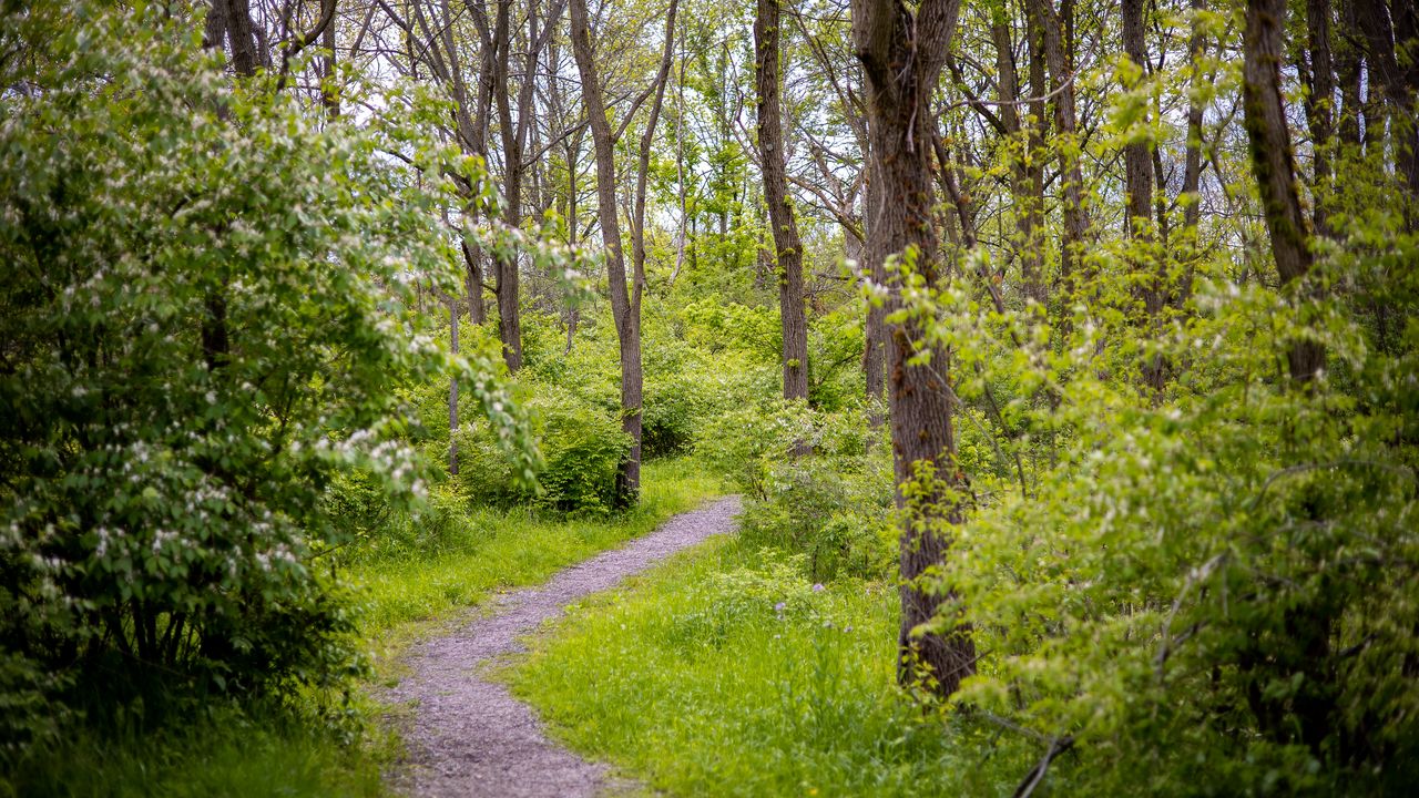 Wallpaper forest, path, trees, bushes, greenery