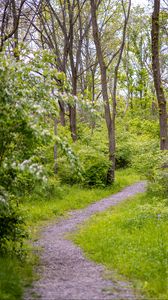 Preview wallpaper forest, path, trees, bushes, greenery