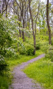 Preview wallpaper forest, path, trees, bushes, greenery