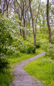 Preview wallpaper forest, path, trees, bushes, greenery