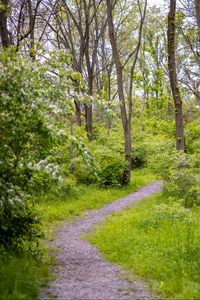 Preview wallpaper forest, path, trees, bushes, greenery