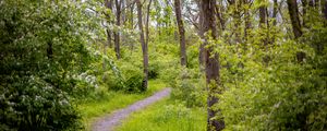 Preview wallpaper forest, path, trees, bushes, greenery