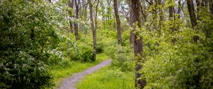 Preview wallpaper forest, path, trees, bushes, greenery