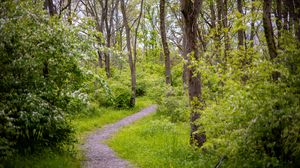 Preview wallpaper forest, path, trees, bushes, greenery