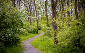 Preview wallpaper forest, path, trees, bushes, greenery