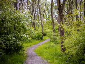 Preview wallpaper forest, path, trees, bushes, greenery