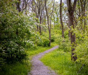 Preview wallpaper forest, path, trees, bushes, greenery