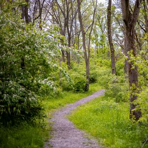 Preview wallpaper forest, path, trees, bushes, greenery