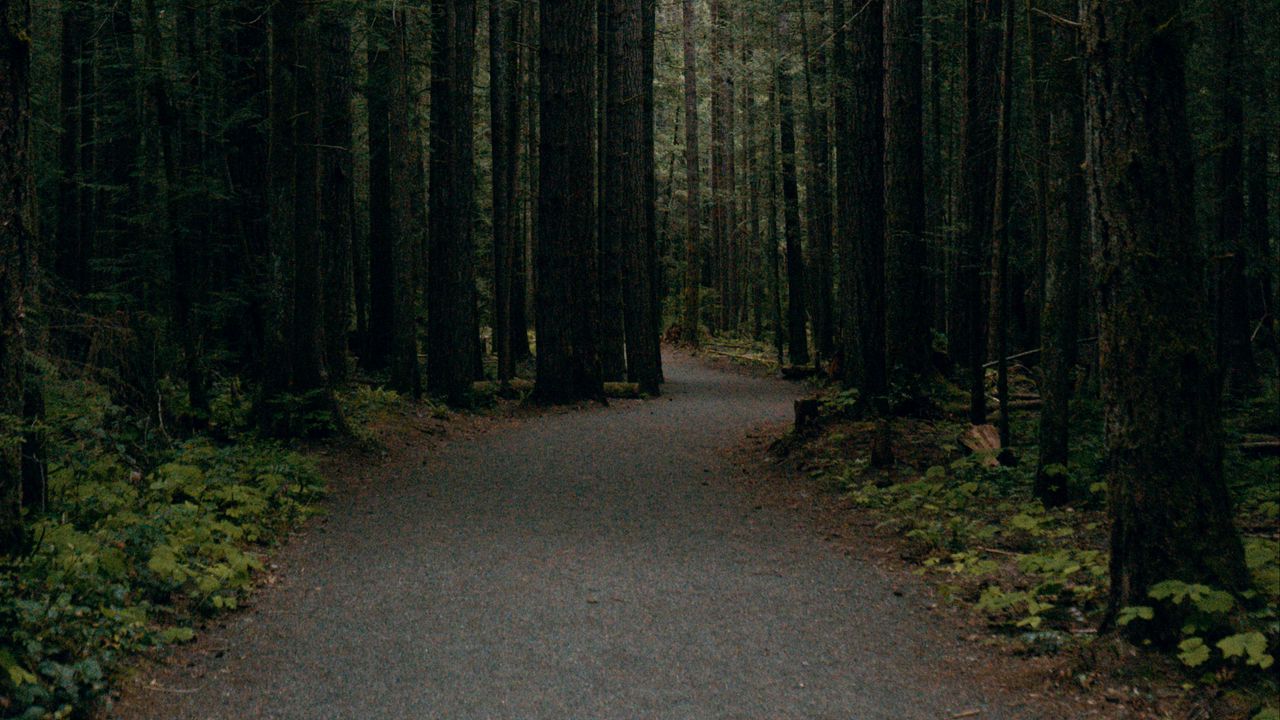 Wallpaper forest, path, trees, pines