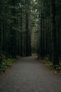 Preview wallpaper forest, path, trees, pines