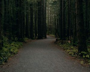 Preview wallpaper forest, path, trees, pines