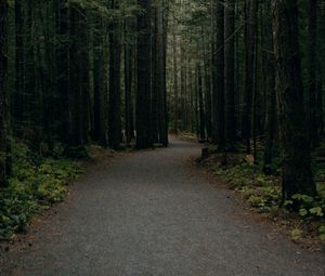 Preview wallpaper forest, path, trees, pines