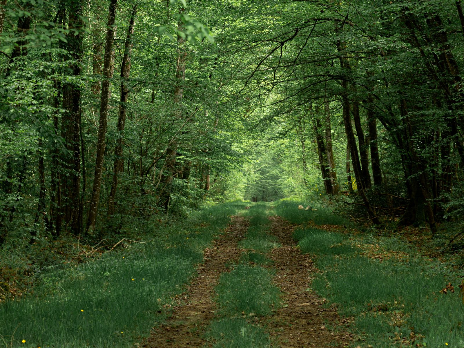 Download wallpaper 1600x1200 forest, path, trees, greenery, nature ...