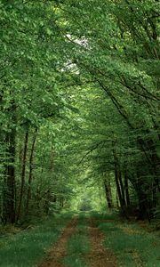 Preview wallpaper forest, path, trees, greenery, nature, summer