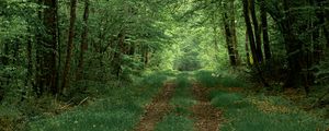 Preview wallpaper forest, path, trees, greenery, nature, summer