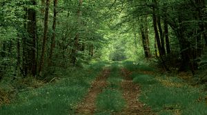Preview wallpaper forest, path, trees, greenery, nature, summer