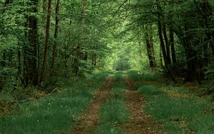 Preview wallpaper forest, path, trees, greenery, nature, summer