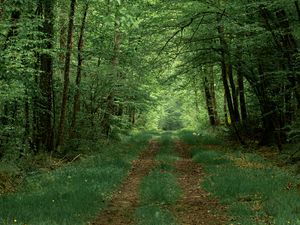 Preview wallpaper forest, path, trees, greenery, nature, summer