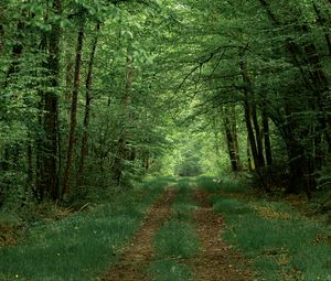 Preview wallpaper forest, path, trees, greenery, nature, summer