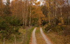 Preview wallpaper forest, path, trees, leaves, autumn, landscape