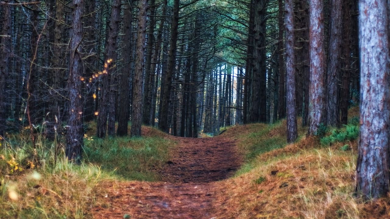 Wallpaper forest, path, trees, pines, nature, view