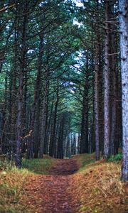 Preview wallpaper forest, path, trees, pines, nature, view