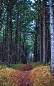 Preview wallpaper forest, path, trees, pines, nature, view