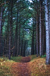 Preview wallpaper forest, path, trees, pines, nature, view