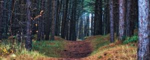 Preview wallpaper forest, path, trees, pines, nature, view