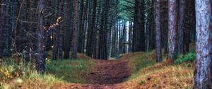 Preview wallpaper forest, path, trees, pines, nature, view