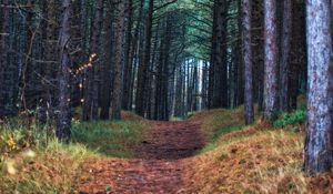 Preview wallpaper forest, path, trees, pines, nature, view