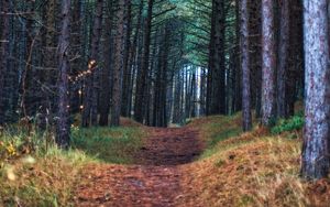 Preview wallpaper forest, path, trees, pines, nature, view
