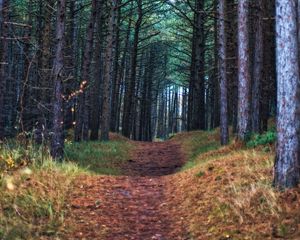 Preview wallpaper forest, path, trees, pines, nature, view