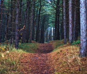 Preview wallpaper forest, path, trees, pines, nature, view