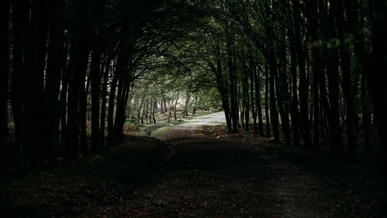 Wallpaper forest, path, tunnel, dark, trees