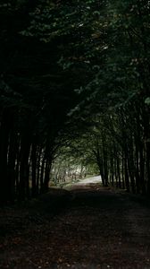 Preview wallpaper forest, path, tunnel, dark, trees